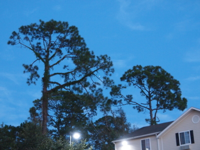 [Above the roof of the building in the foreground are two very large trees with the one on the left appears to be at least 15 feet taller than the one on the right. Near the point in the middle where the branches of the two trees meet is a bright white dot which is visible against the still light blue sky.]